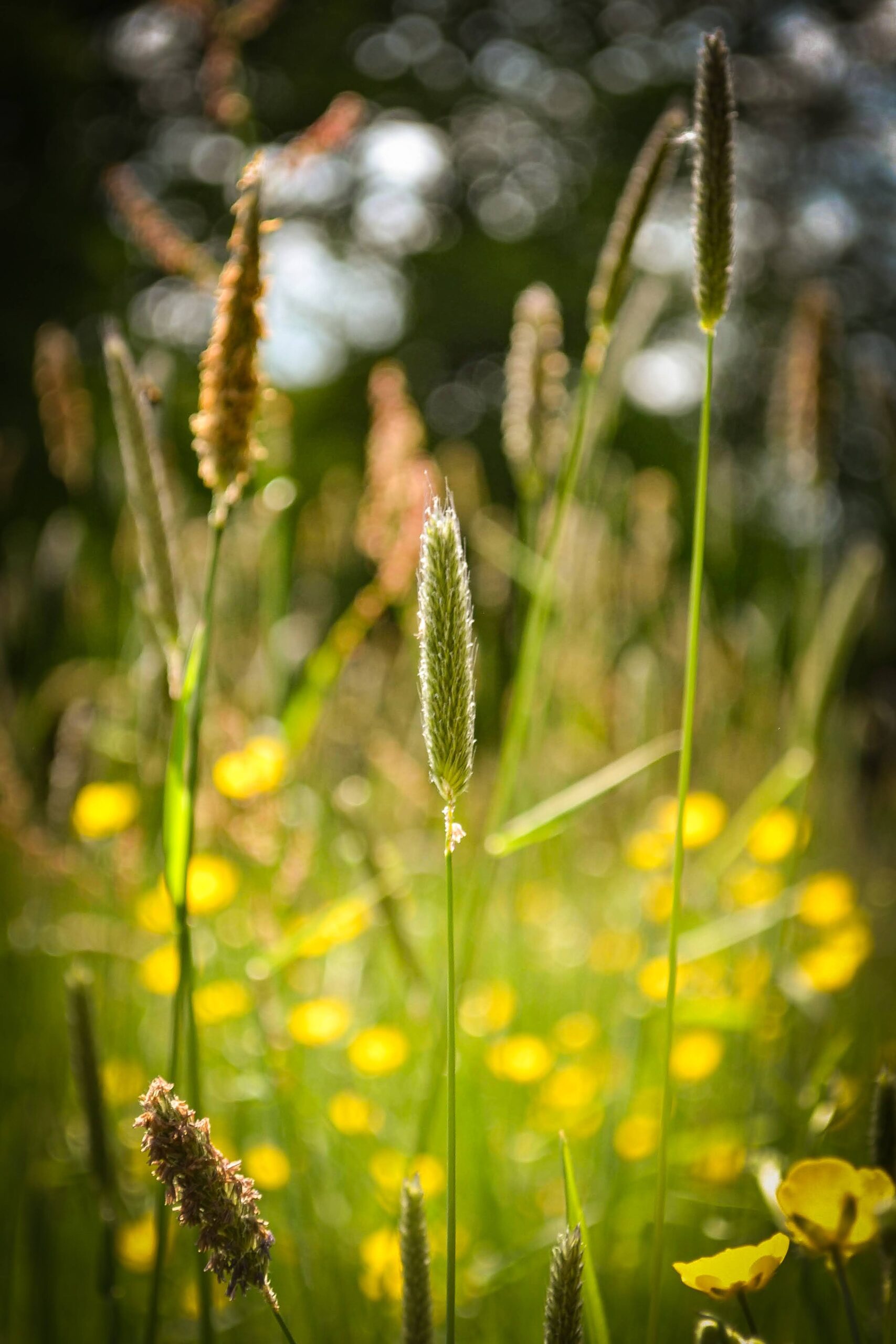 Kategorie Natur