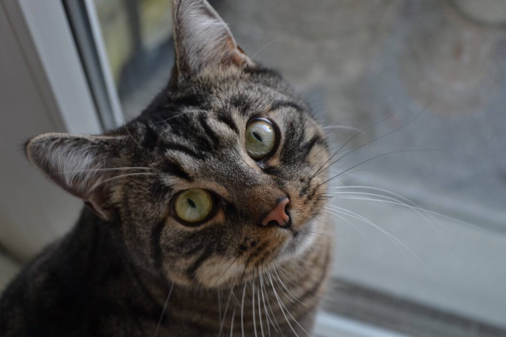 Besondere Blickwinkel Tiere
